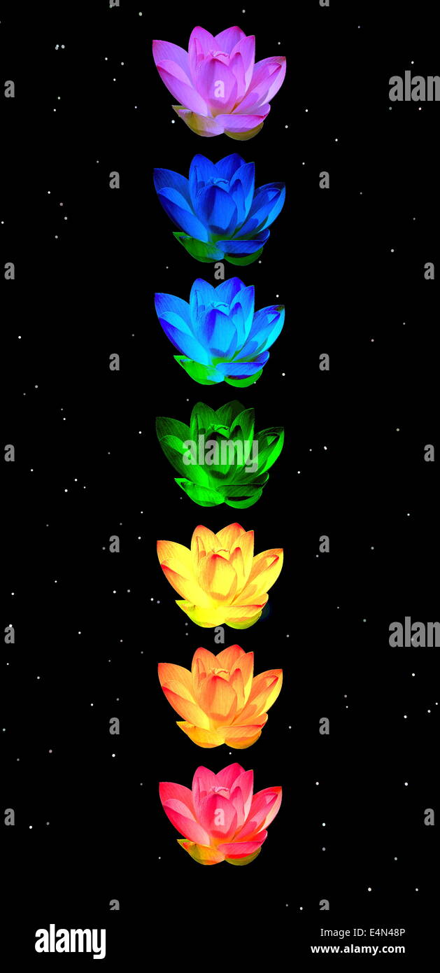 Chakra colors of lily flowers Stock Photo