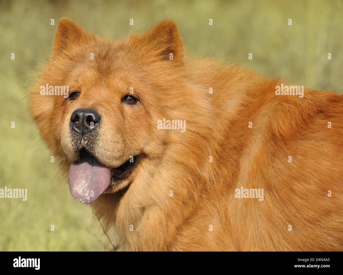Dog breed of Chow-chow Stock Photo - Alamy