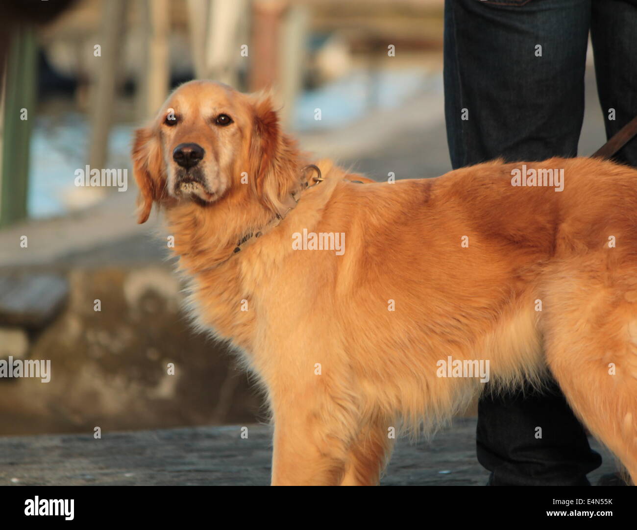 Golden labrador retreiver dog Stock Photo - Alamy