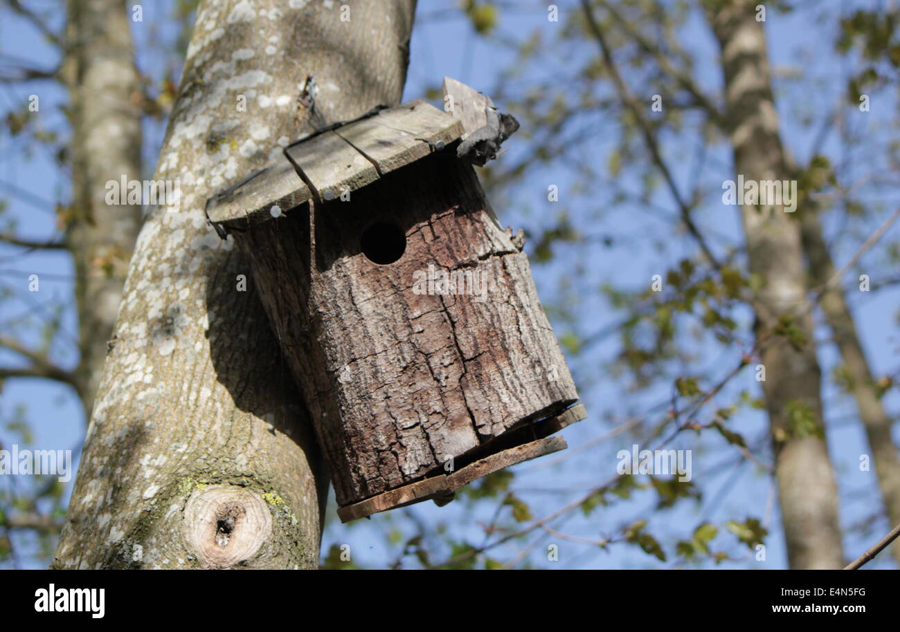 Birdhouse in a forest Stock Photo Alamy