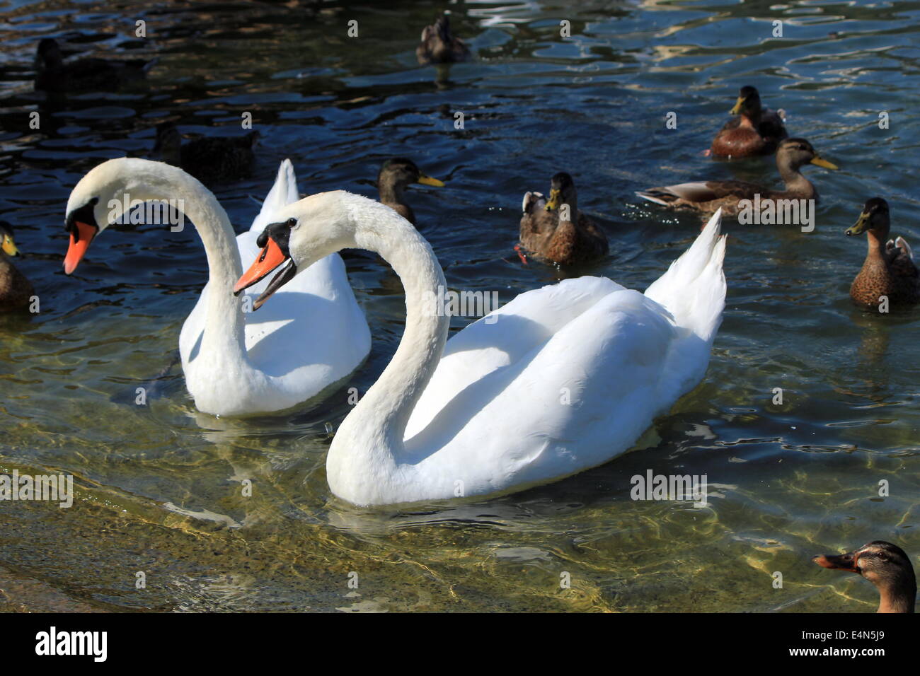 Angry swan among other waterbirds Stock Photo