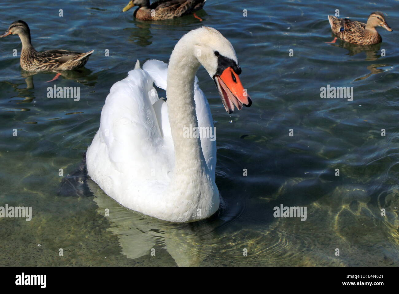 Angry swan Stock Photo