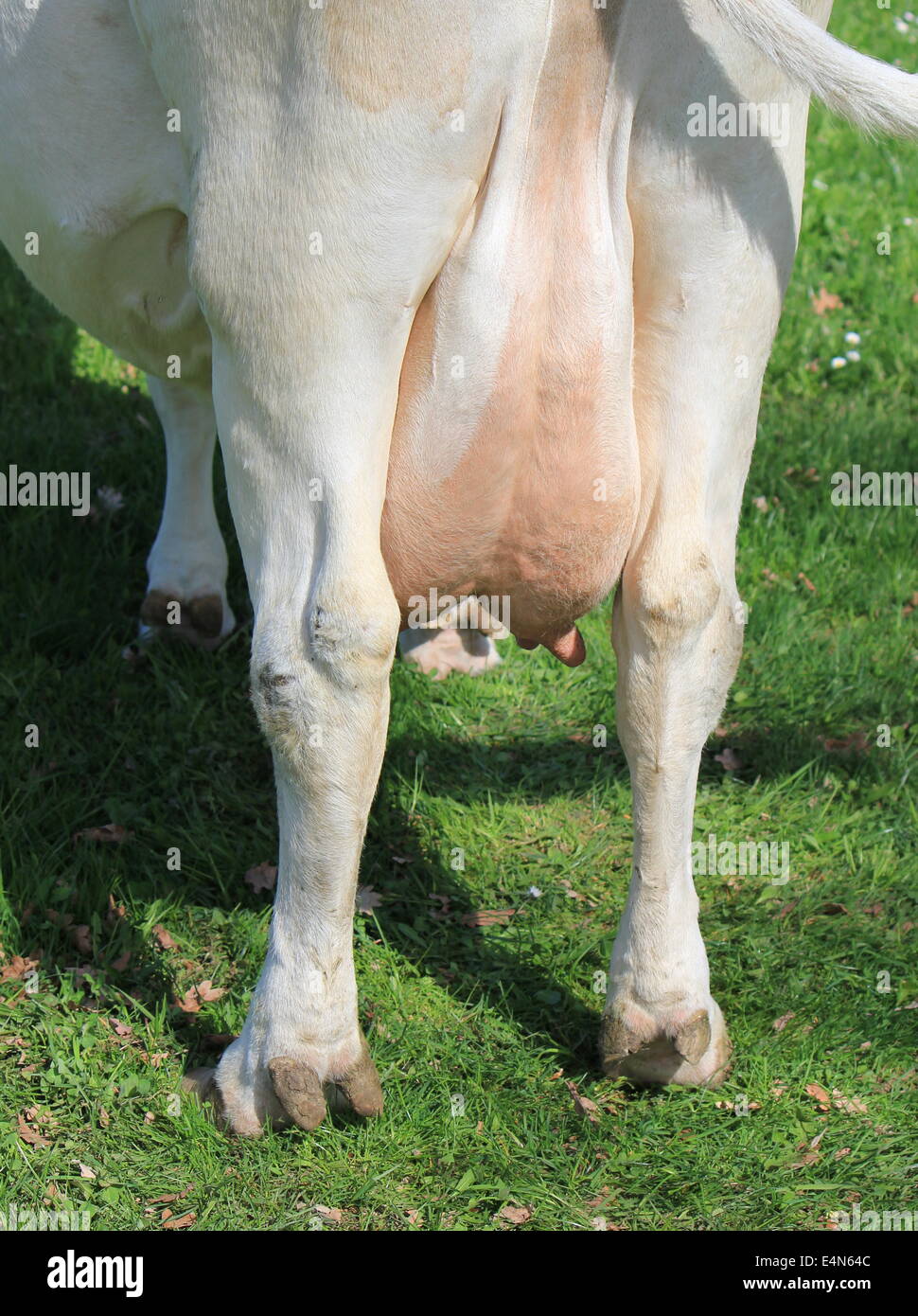 Udders of a cow Stock Photo