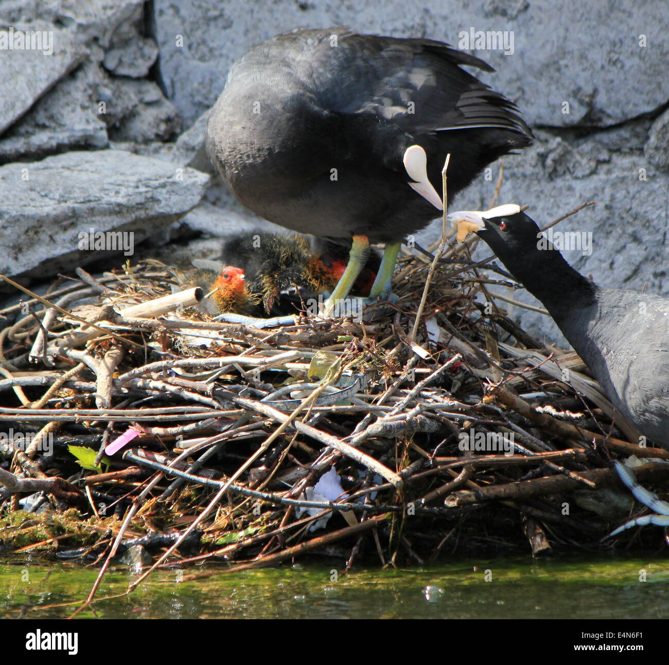 Coot ducks feeding their ducklings Stock Photo Alamy