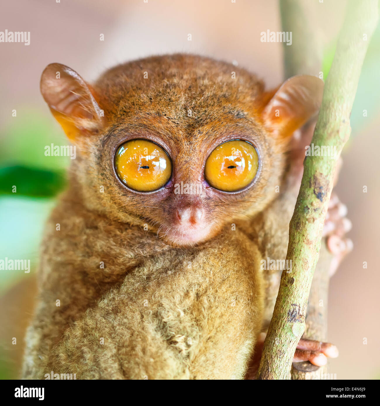 Phillipine tarsier Stock Photo