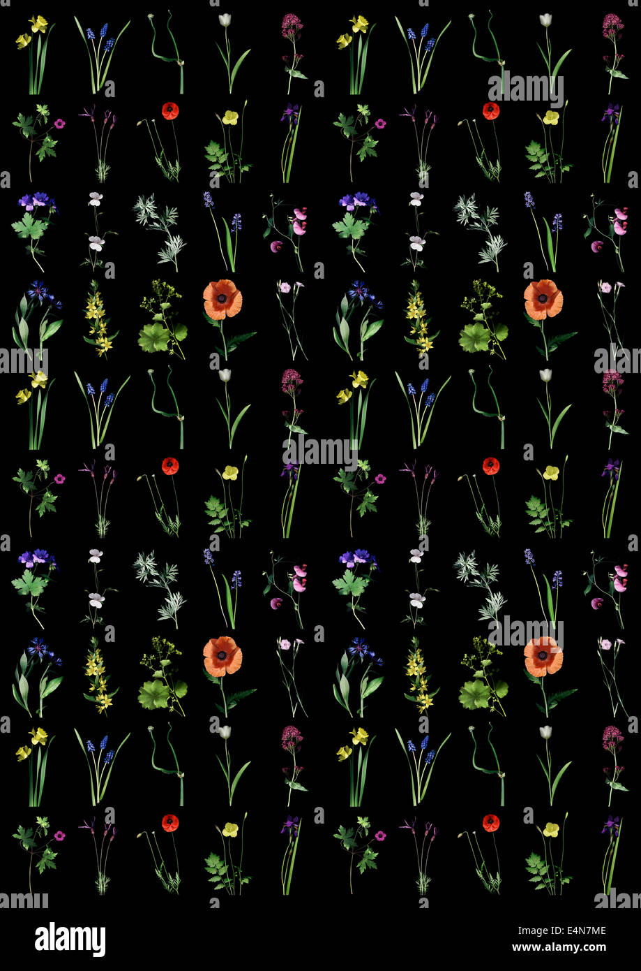 A repeating pattern made from a series of garden flower images on a black background Stock Photo