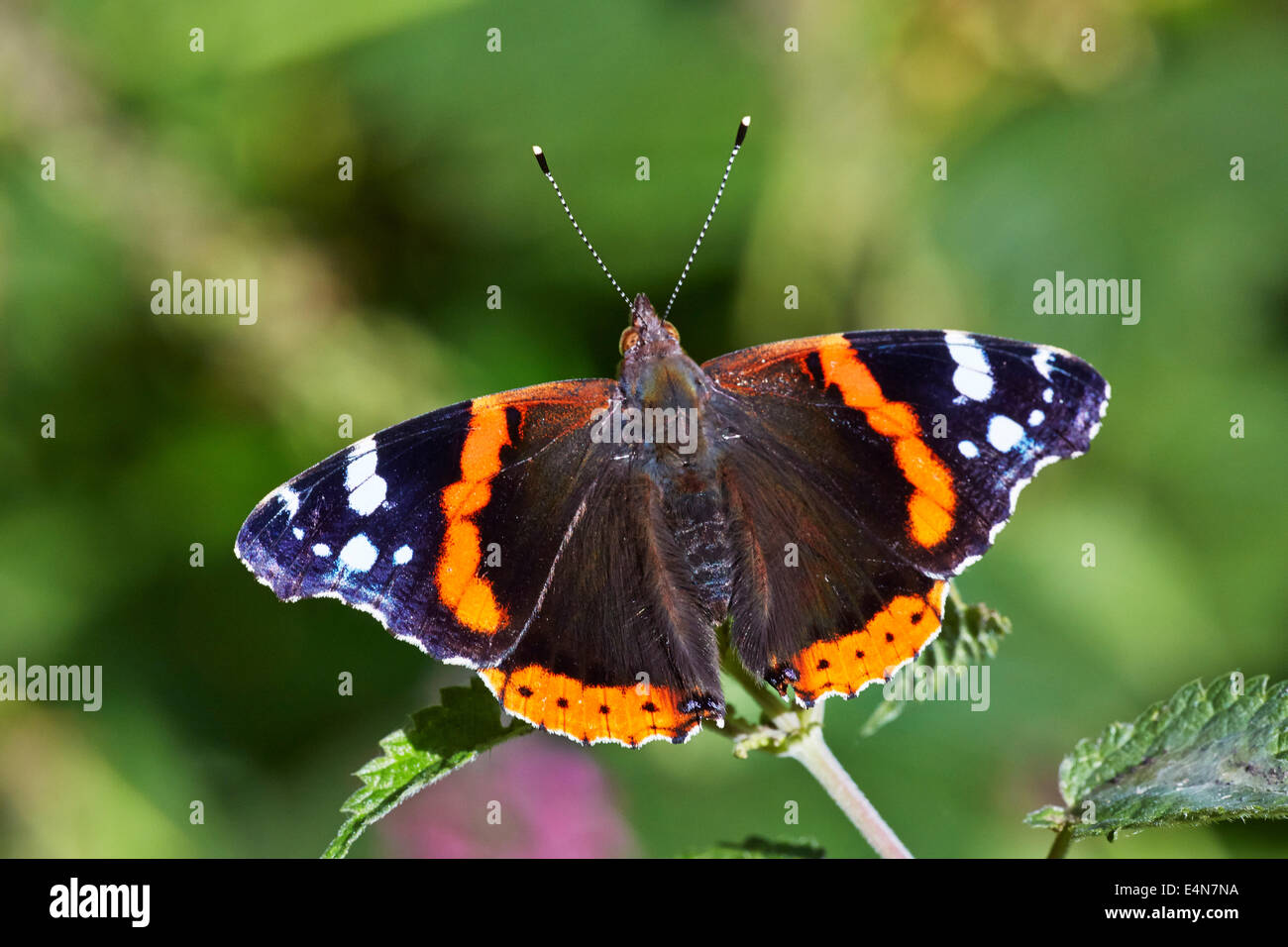 Red Admiral butterfly on stinging nettle. Bookham Common, Surrey, England. Stock Photo