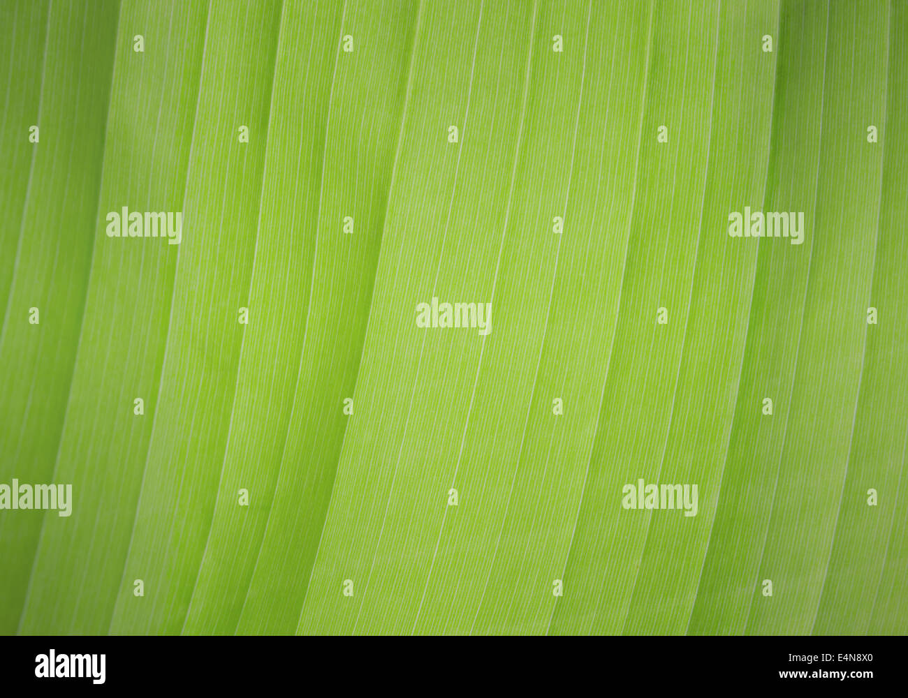 Backdrop of green leaf hi-res stock photography and images - Alamy