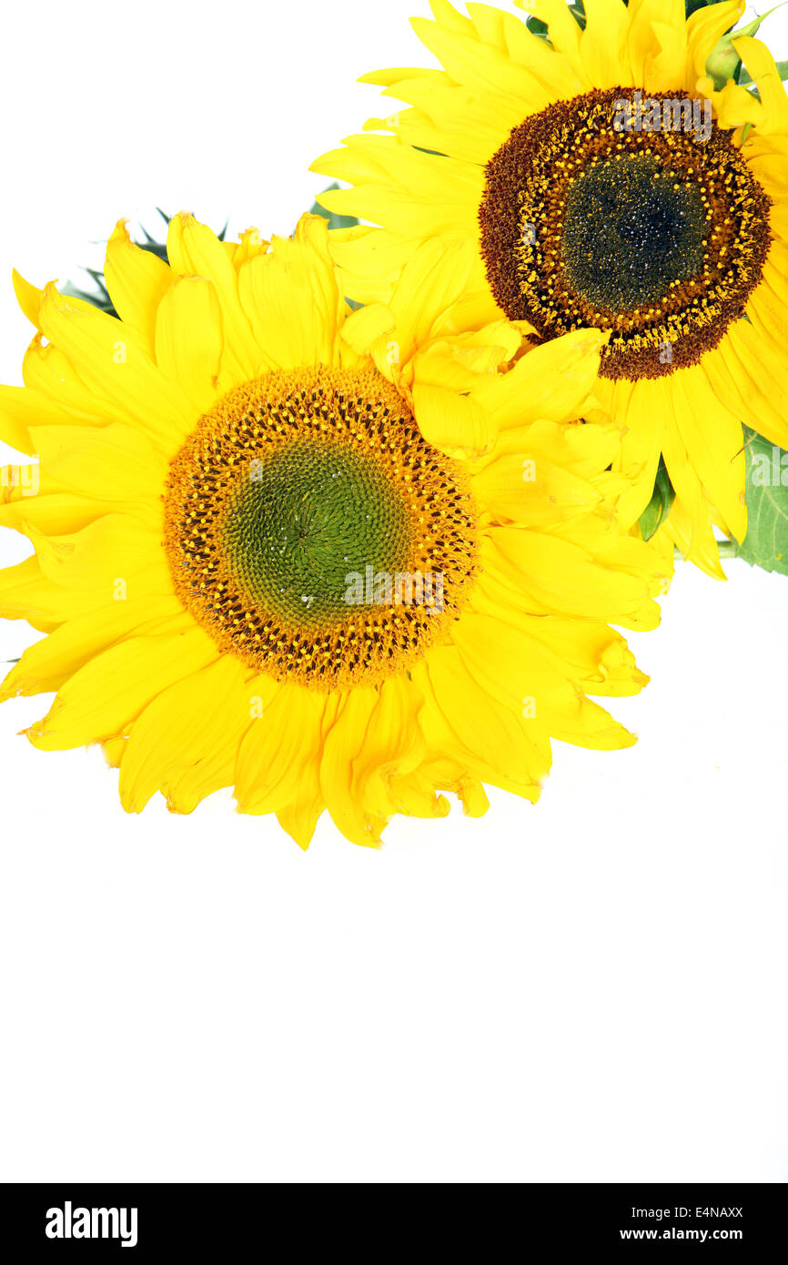 Sunflowers with copyspace Stock Photo - Alamy