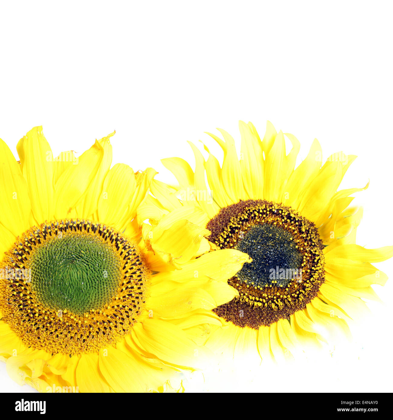 Two cheerful yellow sunflowers Stock Photo Alamy