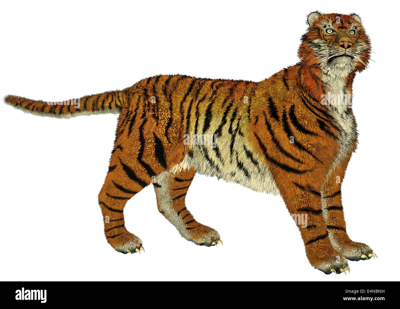 Bengal Tiger Standing Growl 3d Renderin Stock Illustration