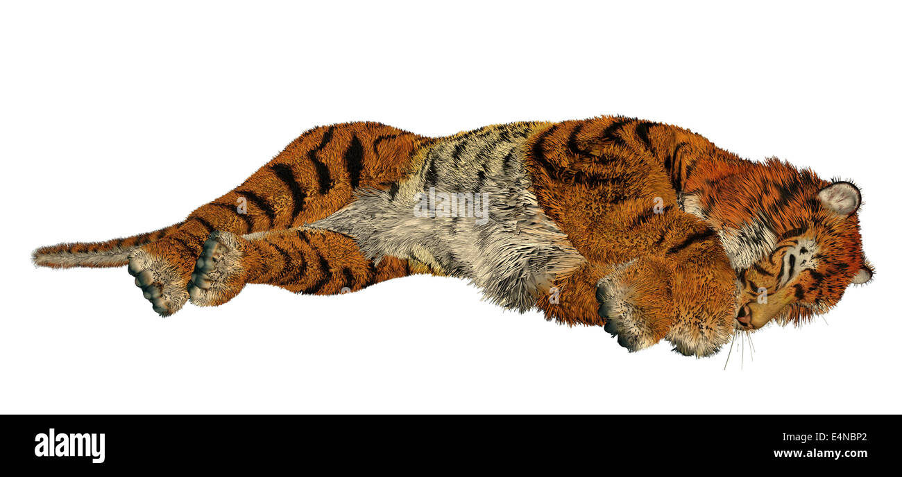 Tiger sleeping Stock Photo