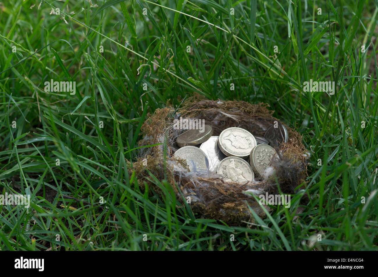 English Coins in a birds nest on grass Stock Photo