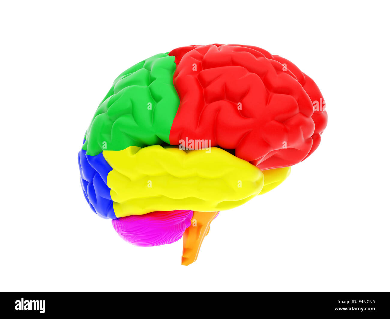 Brain lobes 3d hi-res stock photography and images - Alamy