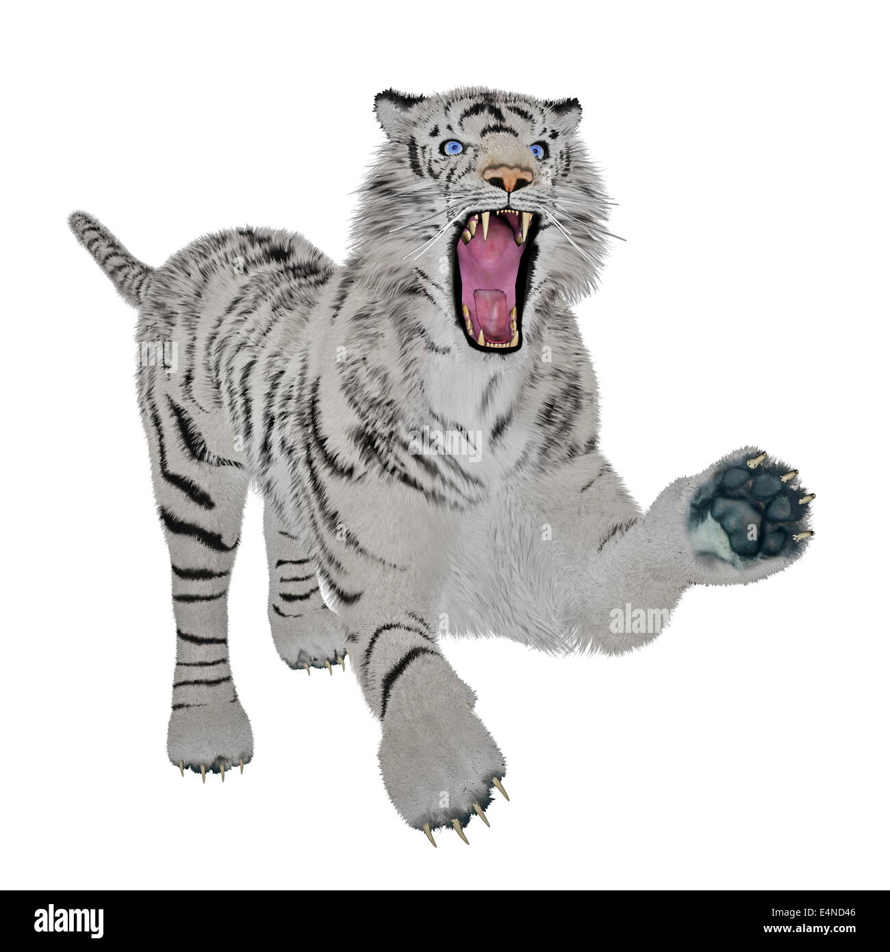 Drawing Bengal Tiger locking or big cat, Stock vector