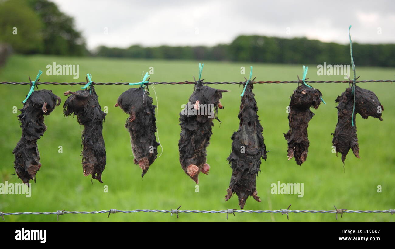 Moles strung up on wire fence hires stock photography and images Alamy