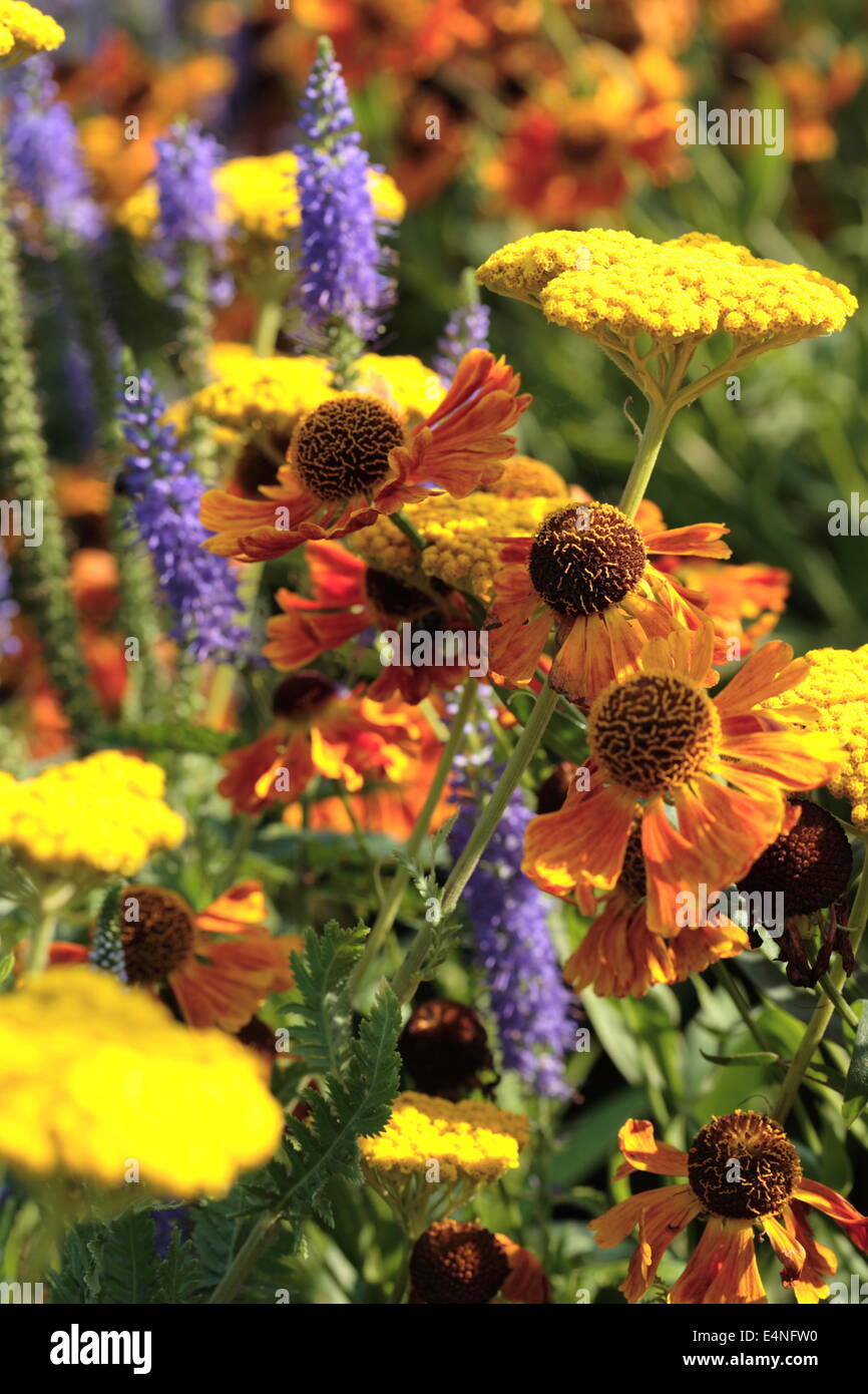 Perennial garden Stock Photo