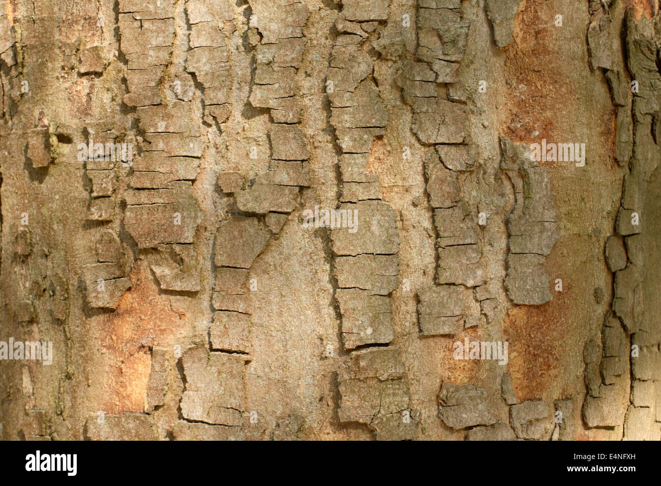 Sycamore maple bark Stock Photo