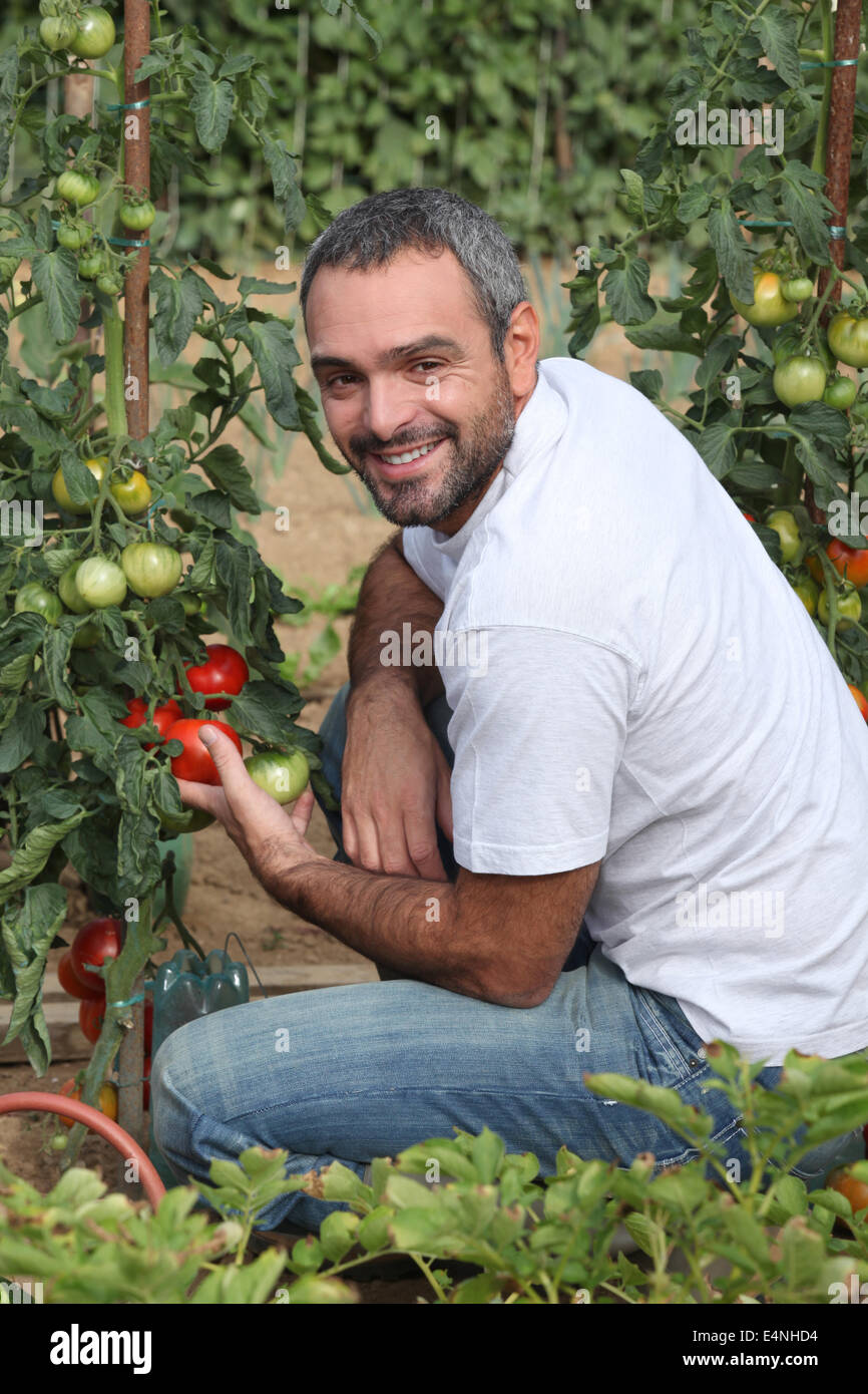 Man picking tomatoes in garden Stock Photo - Alamy