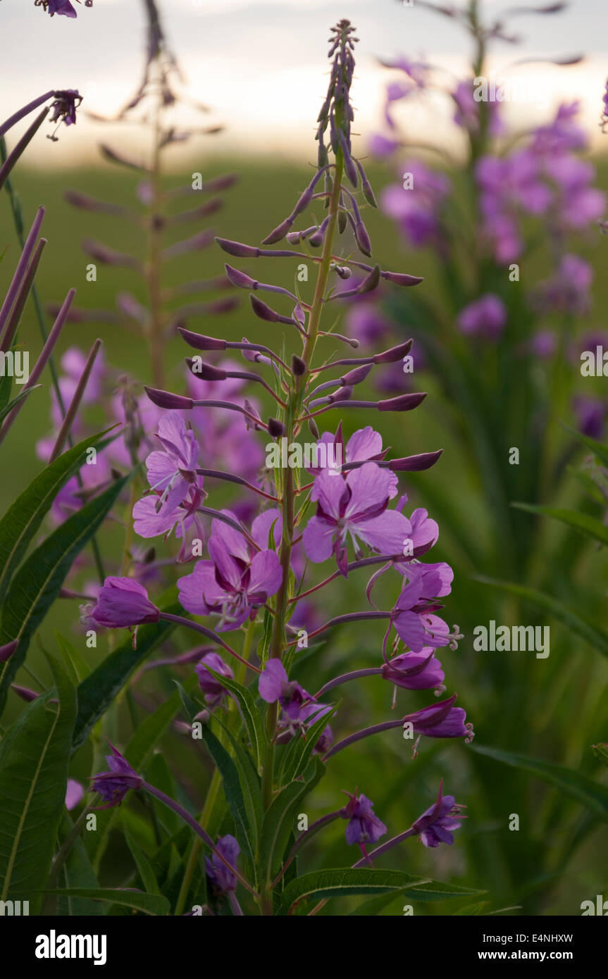 Rosebay willow herb growing wild on our farm in Finland Stock Photo Alamy