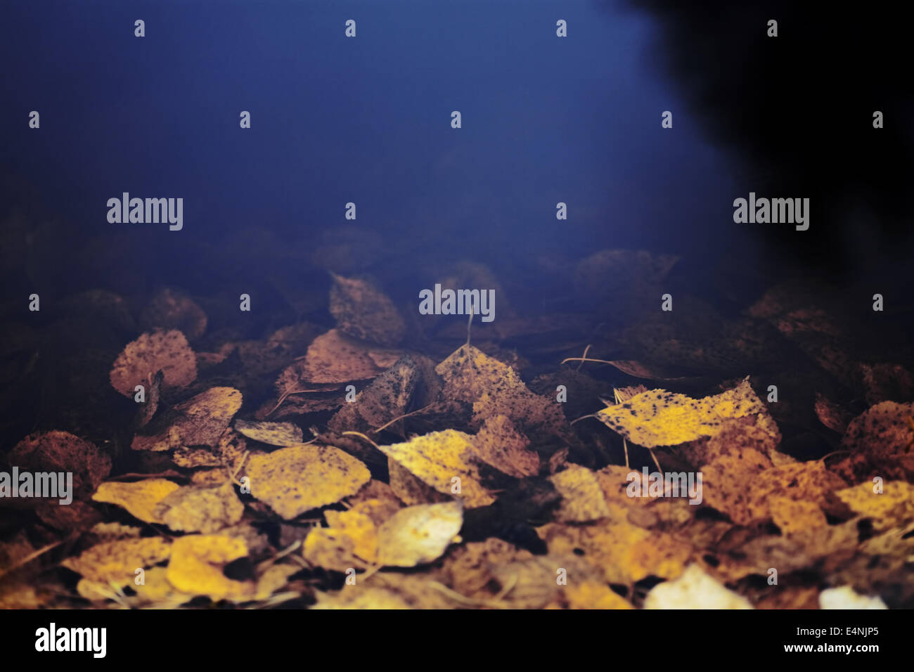 dark water and drowning yellow autumn leaves Stock Photo