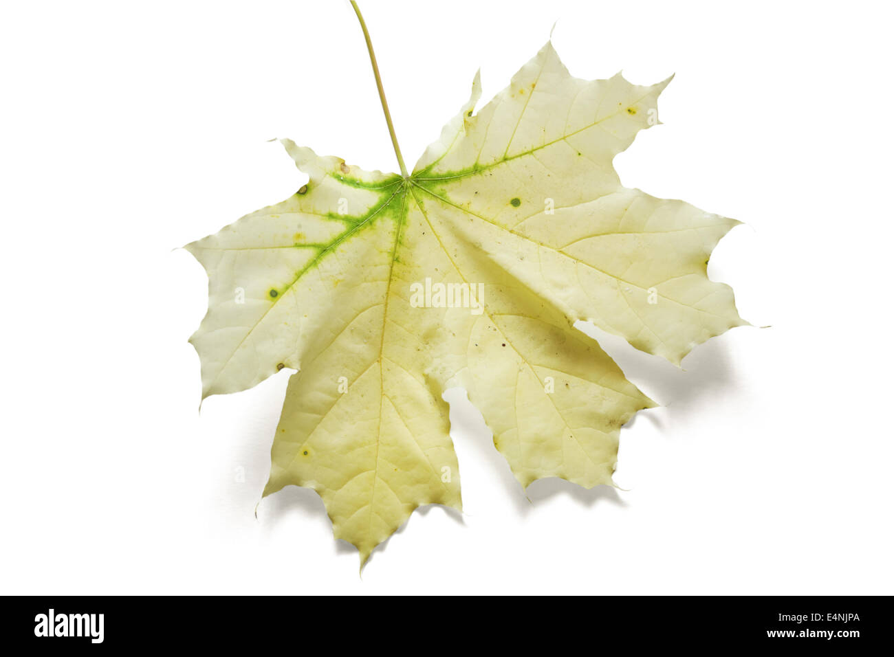 Autumn dry maple leaf Stock Photo
