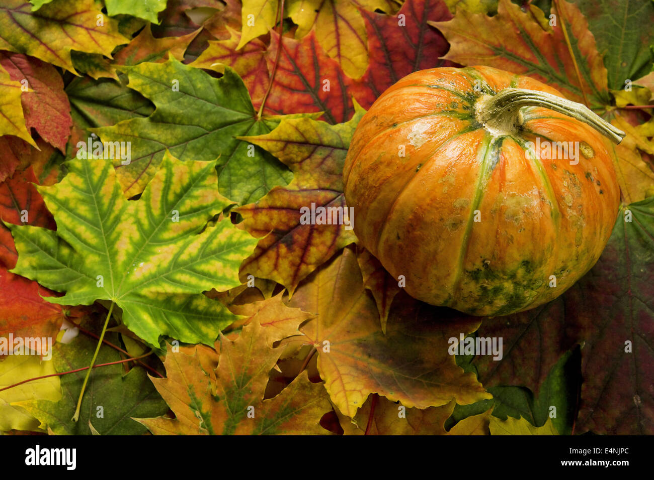 pumpkin on top of bright autumn leaves Stock Photo