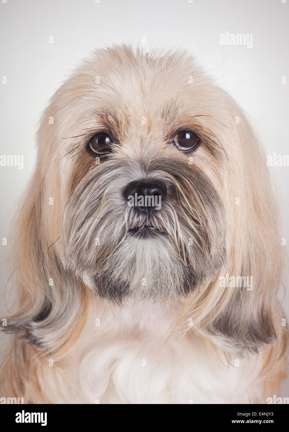 Lhasa Apso Face Cover Lhasa Apso Face Cover