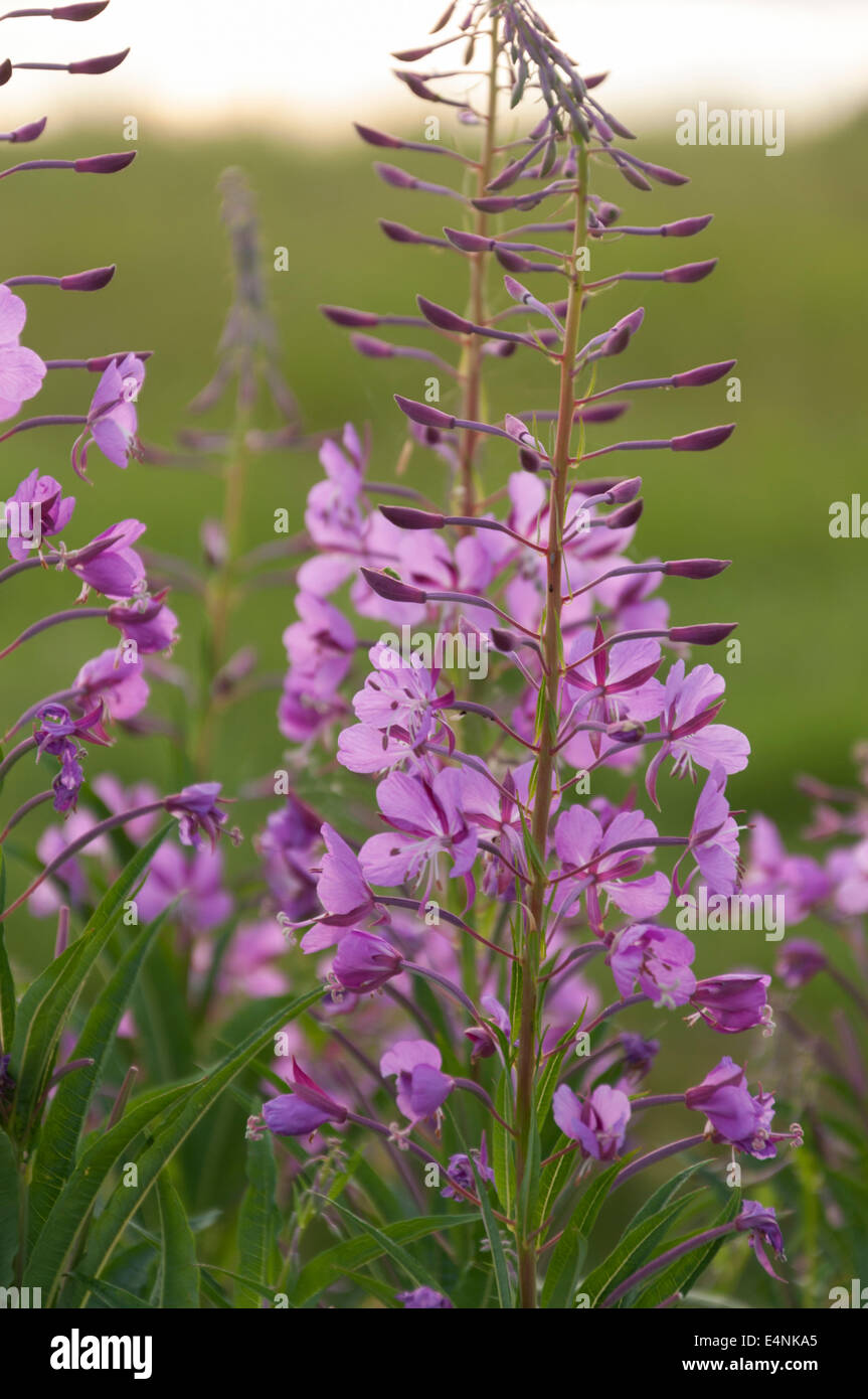 Rosebay willow herb Stock Photo Alamy