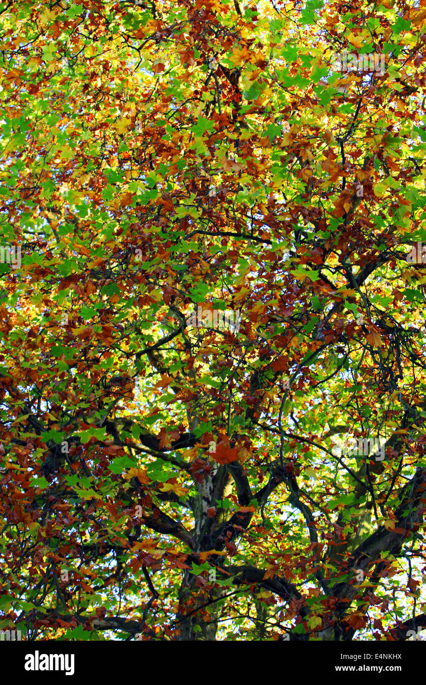 Changing colours hi-res stock photography and images - Alamy