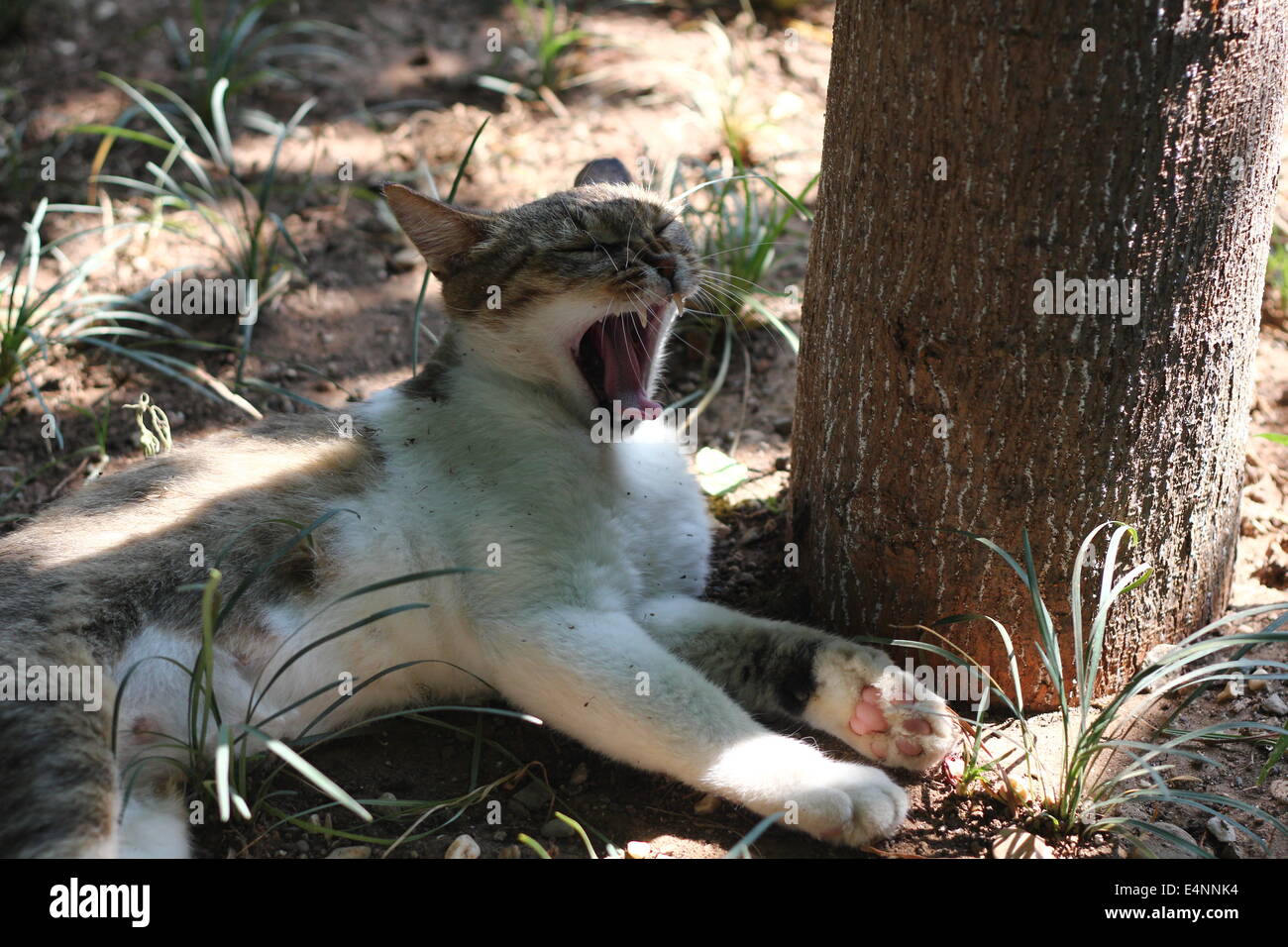 Little cute cat yawning Stock Photo - Alamy