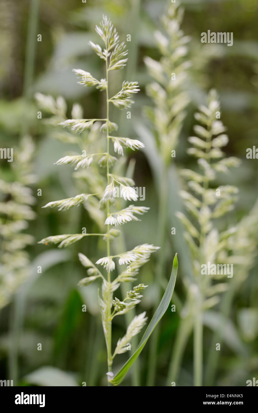 Phalaris arundinacea, Reed Canary Grass, Wales, UK Stock Photo Alamy
