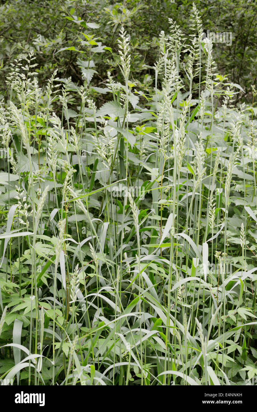 Phalaris arundinacea, Reed Canary Grass, Wales, UK Stock Photo