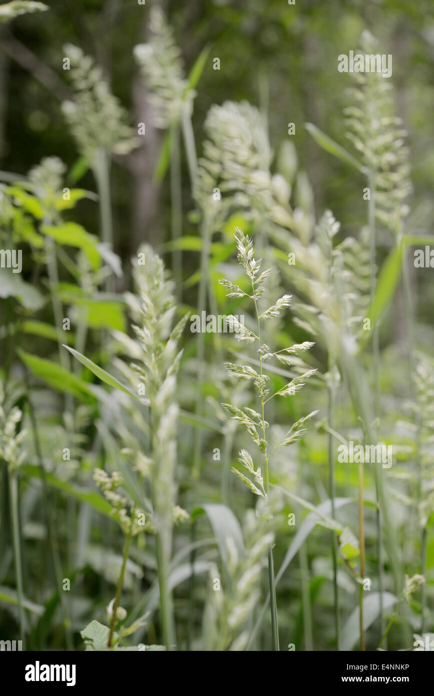 Phalaris arundinacea, Reed Canary Grass, Wales, UK Stock Photo Alamy