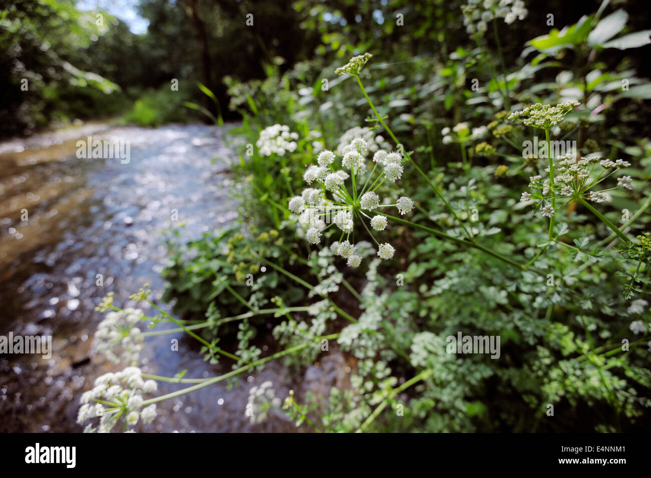 Oenanthe crocata, Hemlock Water Dropwort, a very poisonous plant