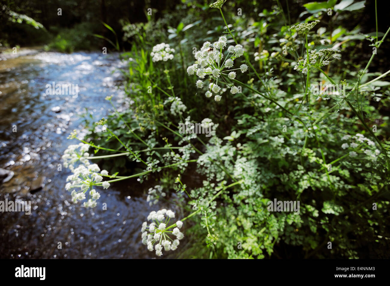 Oenanthe crocata, Hemlock Water Dropwort, a very poisonous plant Stock