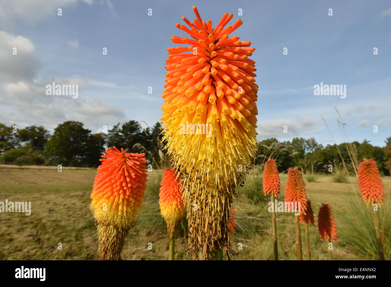 red hot pokers Stock Photo Alamy