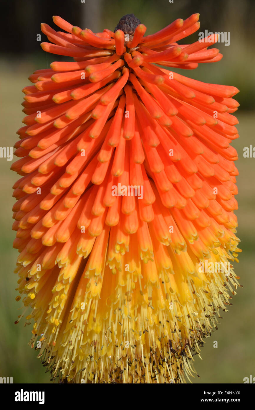 Red hot poker in close up Stock Photo Alamy