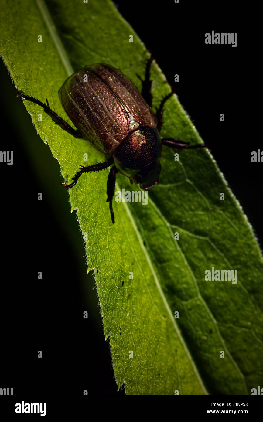 Cetonia aurata insect on a leaf Stock Photo