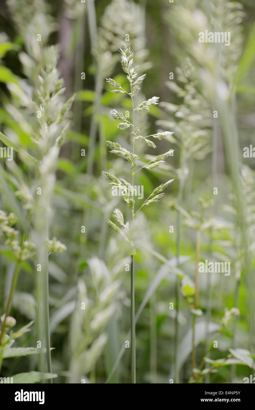 Phalaris arundinacea, Reed Canary Grass, Wales, UK Stock Photo Alamy