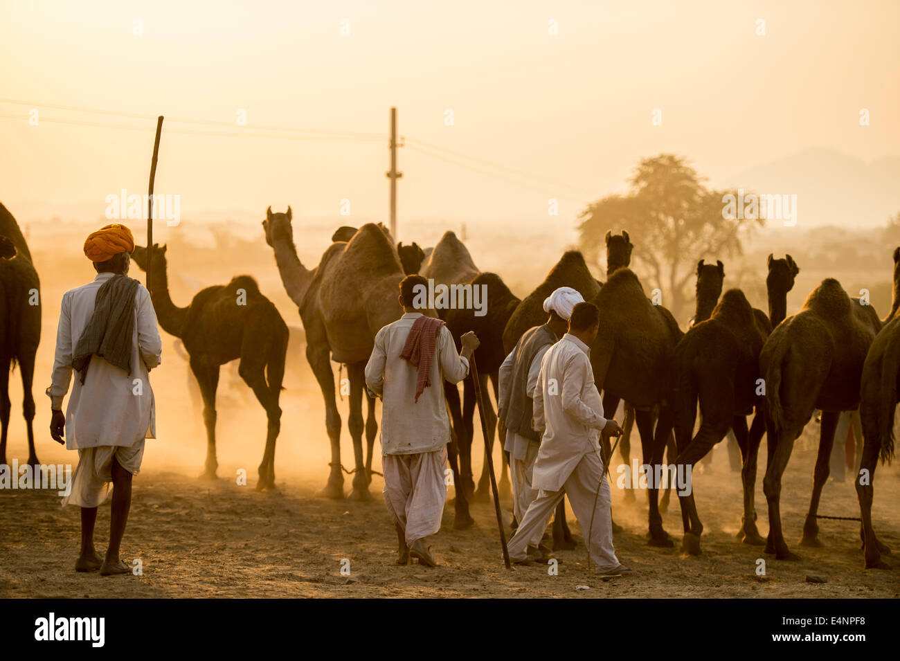 Camel traders at one of the largest animal fair in the world called