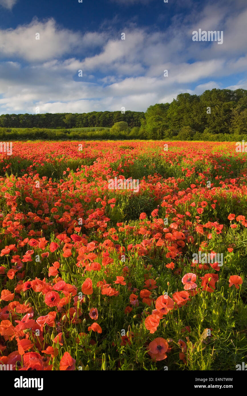 Poppy field near the village of Worlaby in North Lincolnshire, UK. June 2014. Stock Photo