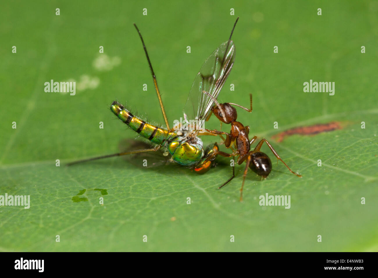 Ant dragging a long legged fly. Stock Photo