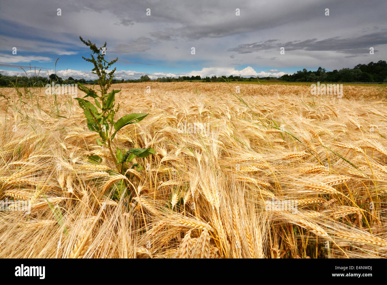 Wheat landscape Stock Photo