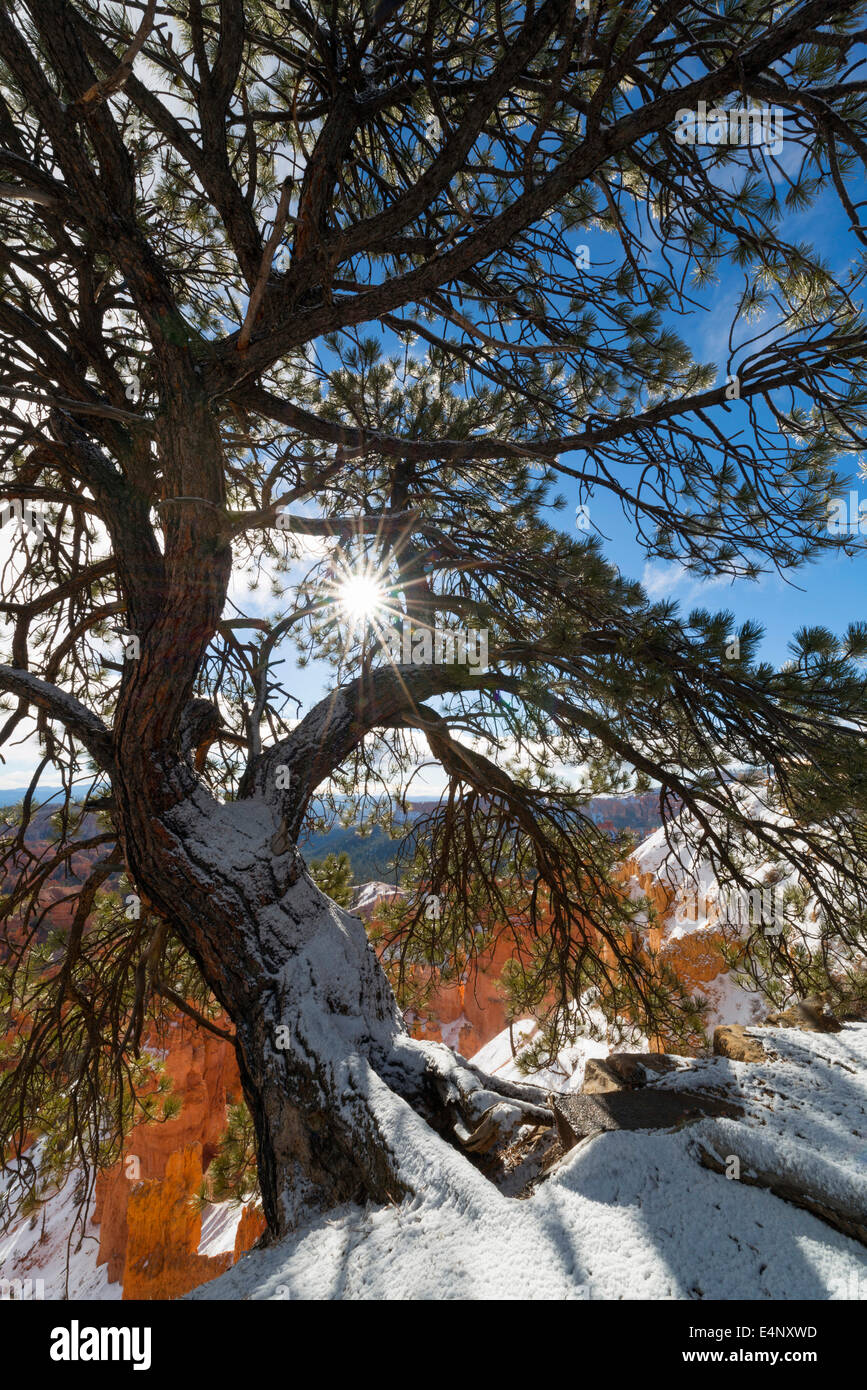 USA, Utah, View of pine tree in Bryce Canyon Stock Photo