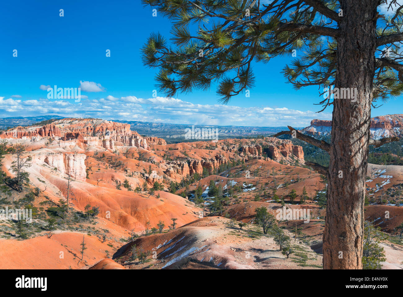USA, Utah, View of pine tree in Bryce Canyon Stock Photo