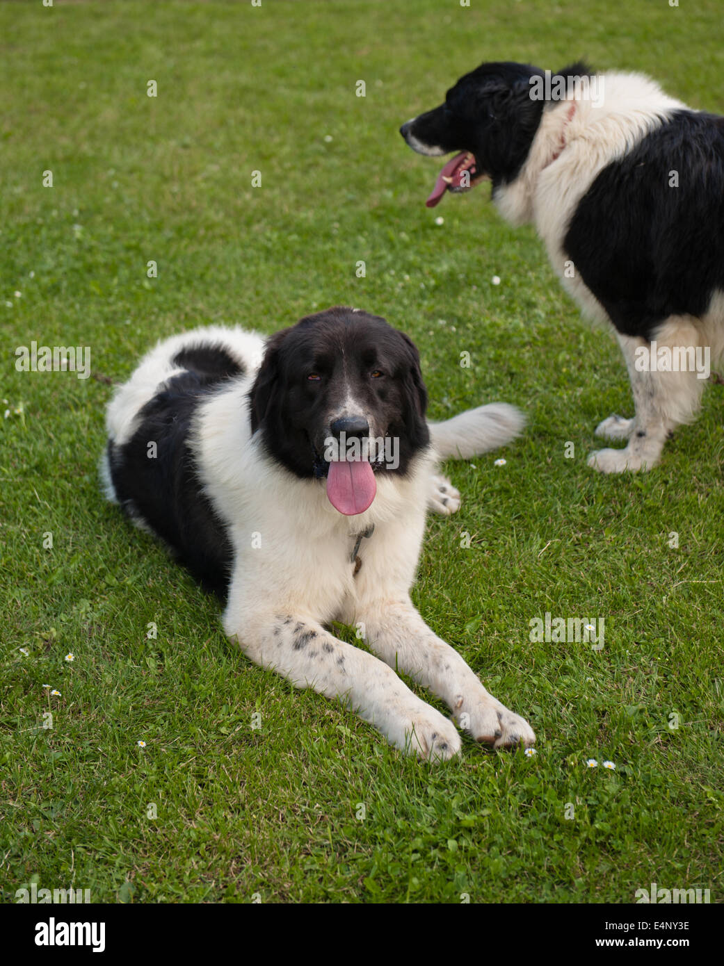 Bucovina Shepherd Dog Stock Photo Alamy