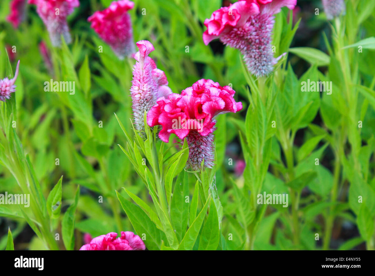 Cockscomb flower or Chinese Wool flower plant in a park Stock Photo - Alamy