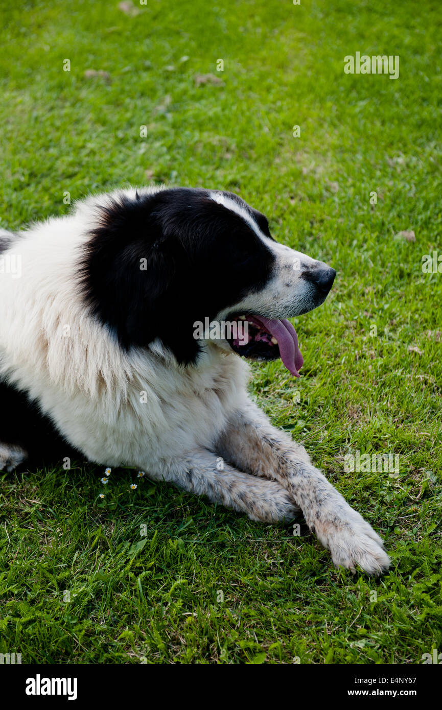 Bucovina shepherd dog Stock Photo