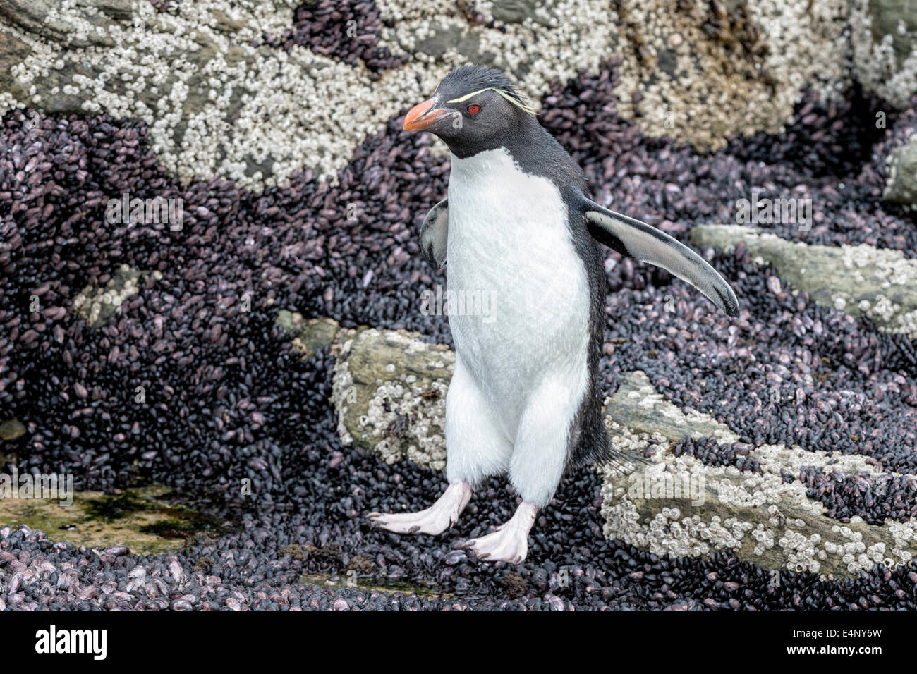 Rockhopper Penguin jumping down a cliff face Stock Photo